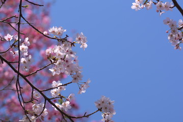 桜（Cherry Blossoms）