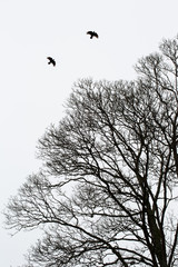 Two birds silhouettes flying over a bare tree in winter
