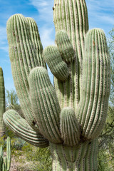 Beautiful Succulents from Arizona