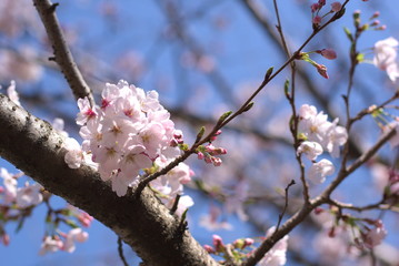 桜（Cherry Blossoms）