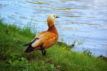 Red duck in a grass, at water