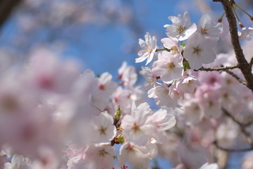 桜（Cherry Blossoms）