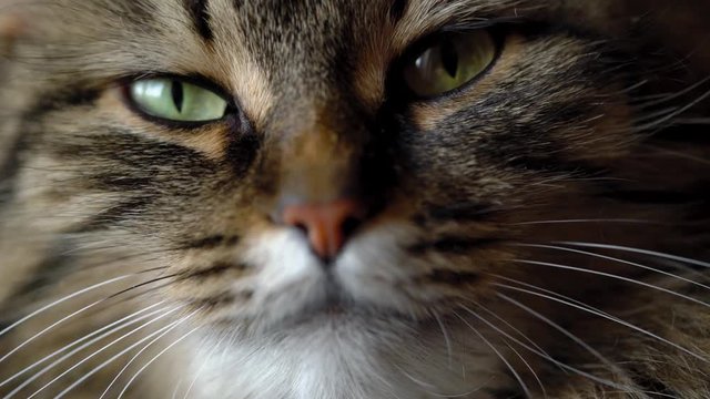 Lovely muzzle of a tabby domestic cat close up