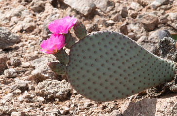 Beautiful Succulents from Arizona
