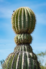 cactus of the Southwest