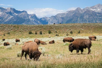 Fotobehang Grazende bizons - Grand Tetons National Park - Wyoming - Buffalo © Theron Stripling III