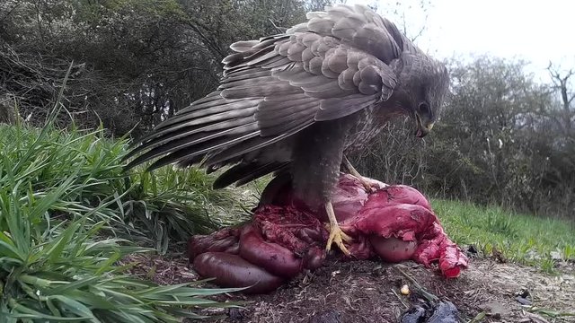 M&auml;usebussard, common buzzard (Buteo buteo) fri&szlig;t an Aas