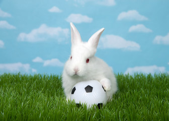 White albino baby bunnies with one paw on a soccer ball in green grass with blue sky background...