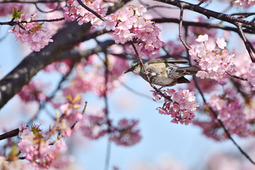 河津桜のヒヨドリ
