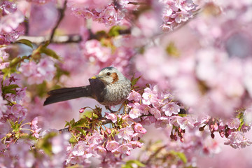 河津桜のヒヨドリ
