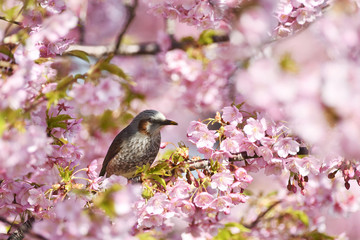 河津桜のヒヨドリ