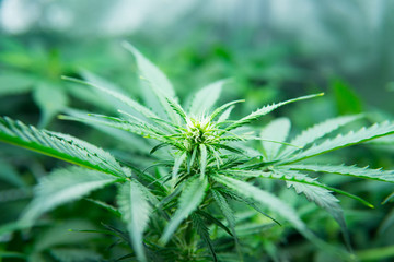 Cannabis at the beginning of flowering. Young cannabis plant. Legal Marijuana cultivation in the...