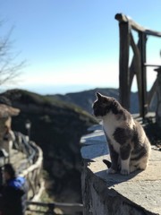Cat greece