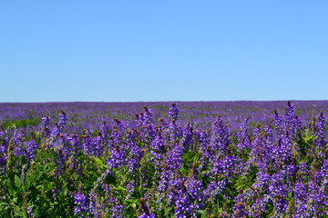 Fototapeta premium lupine field