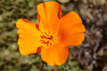Poppy Macro 3