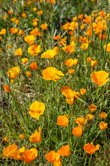 Fototapeta premium Spring Poppies 9
