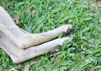 Dog feet on grass background