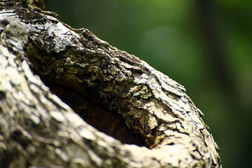 Obraz premium 木のうろ