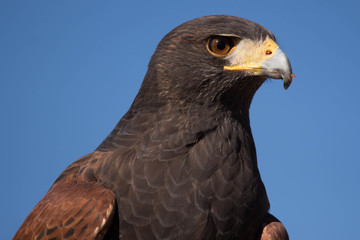 Harris's Hawk -  Raptor Predator Carnivore - Arizona Desert Wildlife