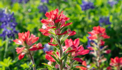 indian paintbrushes  in the garden