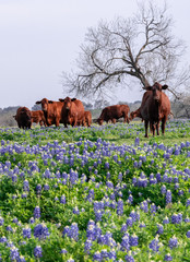 cow on a meadow of bluebonnets © Photos By Angie B