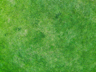 Green grass texture background