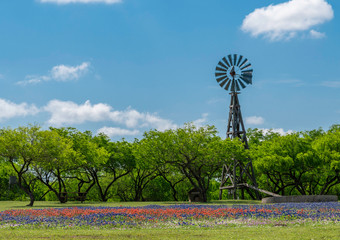 Wildflower windmill © Photos By Angie B
