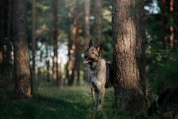 dog in the forest peeps. German Shepherd in nature. mystic pet in wood