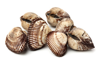 Scapharca subcrenata on white background 