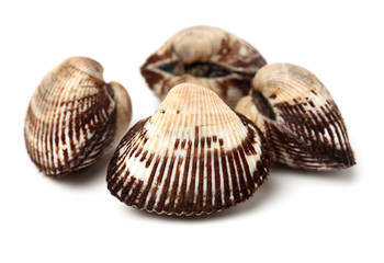 Scapharca subcrenata on white background 