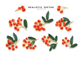 Rowan berries realistic isolated on white background © lauritta