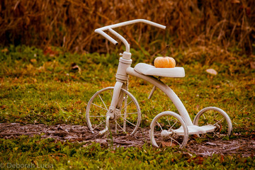 Fototapeta na wymiar Vintage White Tricycle in a Field with a Small Pumpkin on seat