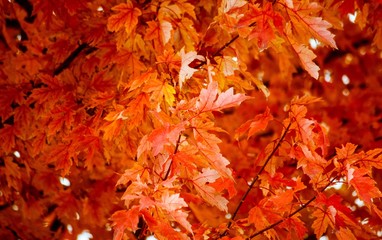 Naklejka na ściany i meble Closeup of Autumn Leaves 