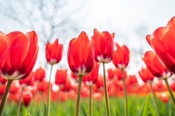 Obraz premium Tulips in spring