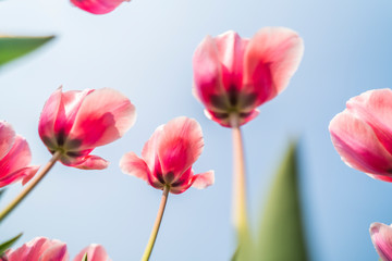 Fototapeta premium Tulips in spring