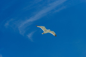 White gull flying Lower New York Bay