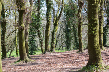 atlantic forest in Santiago of Compostela