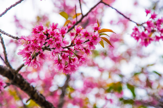 Cherry blossoms  are  blooming  beautifully .