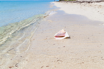 A conch shell on white sand beach.