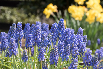 Grape Hyacinth Spring Flower Garden