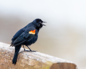 Red winged blackbird