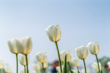 Tulips in spring