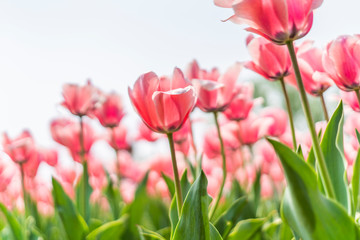 Obraz premium Tulips in spring