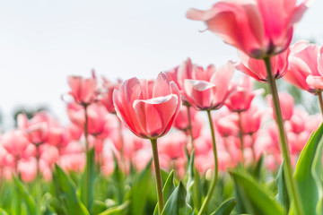 Tulips in spring