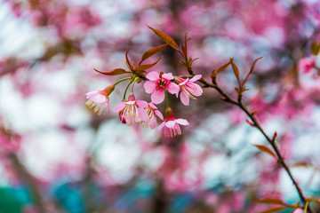 Close up of  cherry blossoms with bokeh