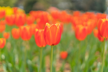 Tulips in spring