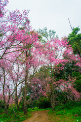 Sakura tree bloom in the forest.