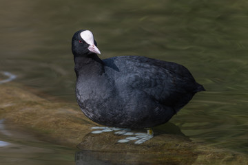 Eurasian coot (Fulica atra)