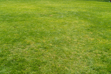 Green grass background texture