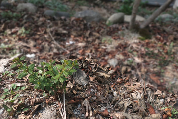 Spring, plants, buds, closeup, leaf, tree, garden